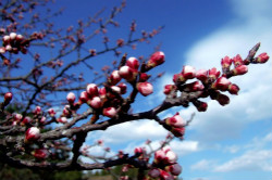 春風(fēng)十里  萬(wàn)通有禮